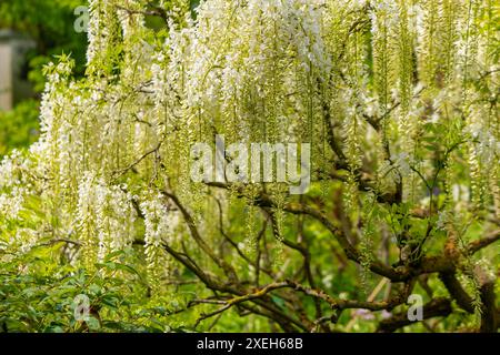 Im Frühjahr blüht ein Glyzinien sinensis alba-Baum Stockfoto