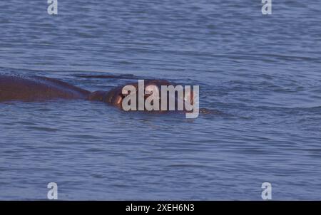 Flusspferde schwimmen und schwimmen im Wasser; Hippopotamus-Stier mit dem Kopf aus dem Wasser; Hippopotamus amphibius aus Lower Sabie, Krüger Park Stockfoto