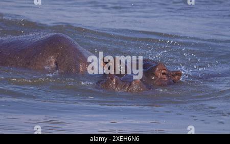 Flusspferde schwimmen und schwimmen im Wasser; Hippopotamus-Stier mit dem Kopf aus dem Wasser; Hippopotamus amphibius aus Lower Sabie, Krüger Park Stockfoto