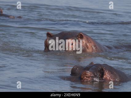 Flusspferde, die im Wasser schwimmen und schwimmen; Nilpferde und Kühe mit dem Kopf aus dem Wasser; Nilpferde amphibius Lower Sabie, Kruger Stockfoto