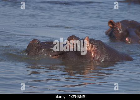 Flusspferde, die im Wasser schwimmen und schwimmen; Nilpferde und Kühe mit dem Kopf aus dem Wasser; Nilpferde amphibius Lower Sabie, Kruger Stockfoto
