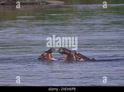 Flusspferde mit offenem Mund schwimmen und im Wasser schwimmen; territoriale Ausstellung von zwei Nilpferden mit ausgestrecktem Kopf; Kruger Park Stockfoto