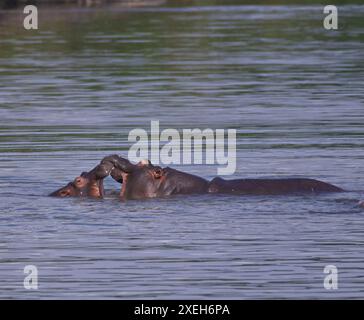 Flusspferde mit offenem Mund schwimmen und im Wasser schwimmen; territoriale Ausstellung von zwei Nilpferden mit ausgestrecktem Kopf; Kruger Park Stockfoto