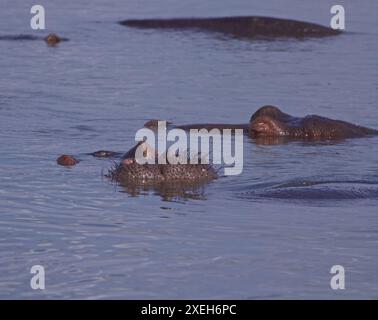 Flusspferde, die im Wasser schwimmen und schwimmen; Nilpferde und Kühe mit dem Kopf aus dem Wasser; Nilpferde amphibius Lower Sabie, Kruger Stockfoto