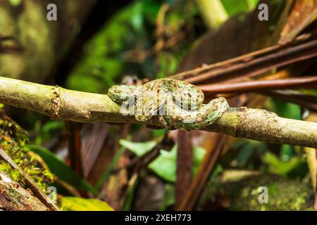 Wimpernviper (bothriechis schlegelii), Mistico Hängebrücken, Provinz Alajuela, Costa Rica Stockfoto