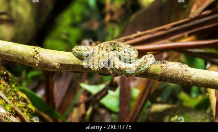 Wimpernviper (bothriechis schlegelii), Mistico Hängebrücken, Provinz Alajuela, Costa Rica Stockfoto