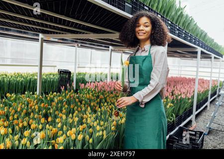 Weibliche Hände eines afrikanischen Mädchens in grüner Schürze mit Tulpe vor dem Hintergrund des Gewächshauses Stockfoto