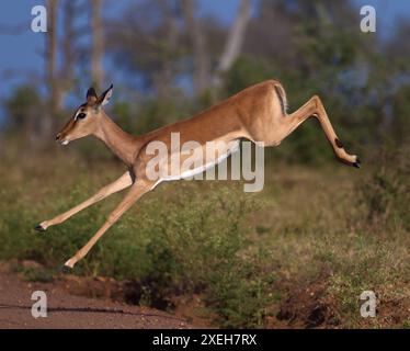 Antilopen springen und springen in die Luft, während sie die Straße überqueren. Die Impala-Herde überquert die Straße. Imapalarooibok (Aepyceros melampus) aus Kruger Park Stockfoto