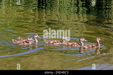 Junge ägyptische Gänse „Alopochen aegyptiacus“ Stockfoto