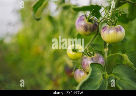 Verschiedene Tomaten/Paradeiser. Die Ernte von Tomatensorten Stockfoto