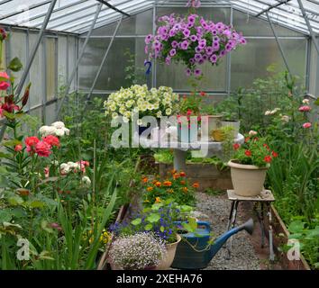 Stillleben mit schönen Pflanzen und Blumen von Petunie und Rosen in Gewächshaus oder Gewächshaus. Botanischer Garten im Frühling und Sommer Stockfoto