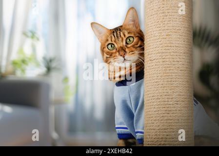 Eine bengalische Katze blickt hinter einem Katzenkratzer heraus. Stockfoto