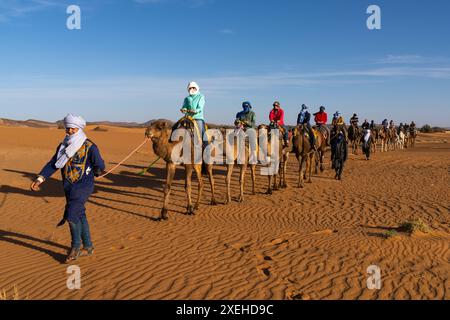 Berber-Reiseleiter führt eine Touristengruppe auf eine Dromedarwanderung in die Sahara-Wüste in Marokko Stockfoto