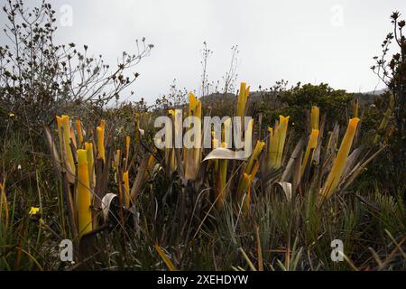 Gelbe Krüge der fleischfressenden Bromelie Brocchinia reducta, auf Auyan Tepui, Venezuela Stockfoto