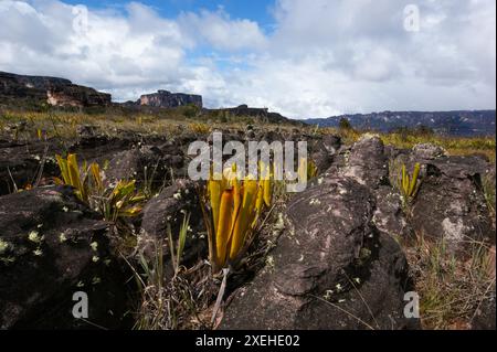 Krüge der fleischfressenden Bromelie Brocchinia reducta, die in Sandsteingestein auf dem Plateau von Auyan Tepui in Venezuela wächst Stockfoto