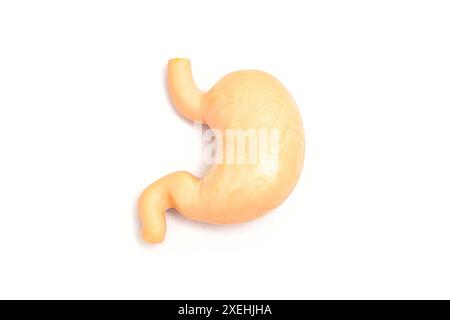 Detailliertes anatomisches Modell des menschlichen Magens vor weißem Hintergrund. Perfekt für medizinische, pädagogische und wissenschaftliche Inhalte. Stockfoto