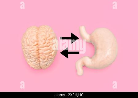 Anatomische Modelle des menschlichen Gehirns und Magens auf rosa Hintergrund, verbunden durch schwarze Pfeile. Das Konzept der Geist-Magen-Verbindung. Stockfoto