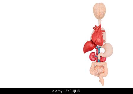 Satz anatomischer Modelle, die die wichtigsten menschlichen Organe darstellen, anatomisch korrekt auf weißem Hintergrund angeordnet. Stockfoto