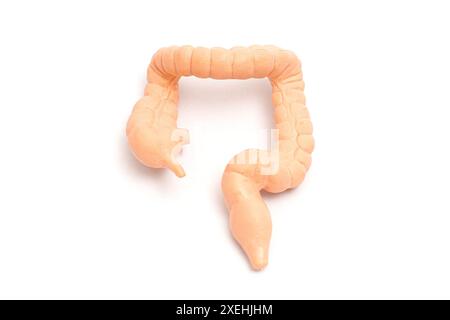 Detailliertes anatomisches Modell des menschlichen Dickdarms vor weißem Hintergrund. Perfekt für medizinische, pädagogische und wissenschaftliche Inhalte. Stockfoto