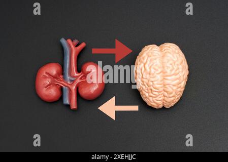 Realistische menschliche Gehirn- und Nierenmodelle, verbunden durch bilaterale Pfeile auf dunklem Hintergrund. Medizinische, pädagogische und wissenschaftliche Sehhilfe beim Nervensystem Stockfoto