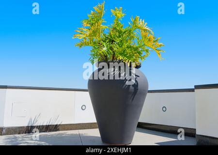 Riesiger schwarzer Pflanzer mit grünen Pflanzen in einem Dachgarten vor klarem blauem Himmel Stockfoto