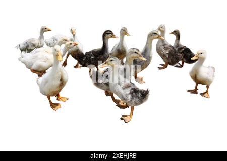 Niedliche flauschige Entlein auf weißem Hintergrund Bauernhoftiere Stockfoto