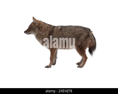 Der rote Schakal steht isoliert auf weißem Hintergrund Stockfoto