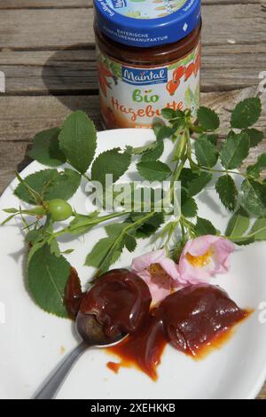 Rosa canina, wilde Rose, Hagebuttenmarmelade Stockfoto