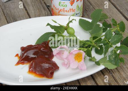 Rosa canina, wilde Rose. Hagebuttenstau Stockfoto