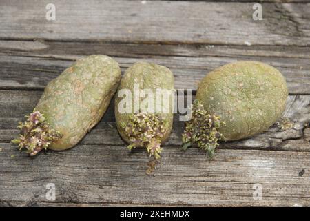 Solanum tuberosum, Kartoffel, grün, gekeimt Stockfoto