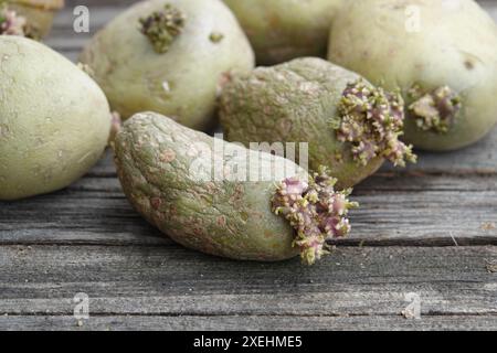 Solanum tuberosum, Kartoffel, grün, gekeimt Stockfoto