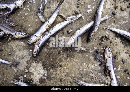 Detail der verdorbenen und ungesunden Fische, getrocknete Fische Stockfoto