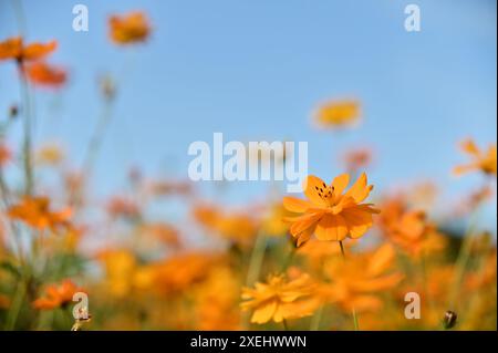 Das Bild zeigt ein Feld dieser lebendigen Blumen in einem Herbstgarten mit selektivem Fokus und hebt die komplizierten Details einer einzelnen Blüte hervor Stockfoto