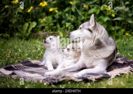 Sibirische Husky Familie Hund und Welpen Stockfoto