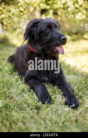 Schwarzer Hund, der auf Gras liegt Stockfoto