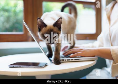 Tiere Katze, die sich wie ein Mensch benimmt. Cat arbeitet am Laptop-Computer Stockfoto