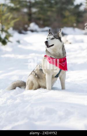 Husky-Hund mit rotem Schal, der im Schnee lächelnd sitzt Stockfoto