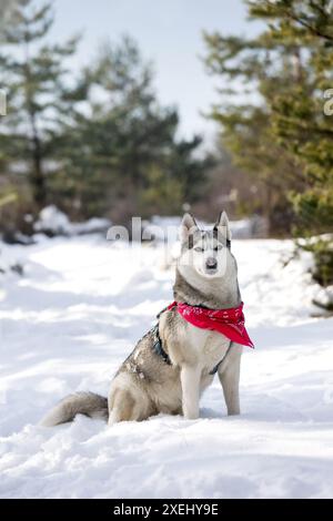 Huskyhund mit rotem Schal, der im Schneewald sitzt Stockfoto