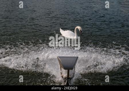 White Swan genießt im Sommer den Wasserstrahl im Round Pond in Kensington Palace, London Stockfoto