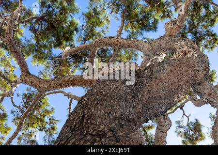 Maritime Kiefer, Pine Walk, Puerto Pollensa, Port de Pollenca, Mallorca, Mallorca, Balearen, Spanien Stockfoto