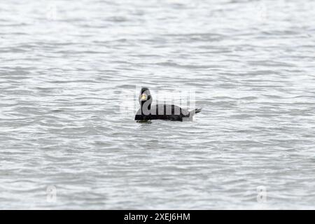 Gemeiner Scoter (Melanitta nigra) im Landesinneren von Bawburgh Norfolk, Juni 2024 Stockfoto