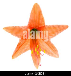 Amaryllis mit roter Orangenblüte Stockfoto