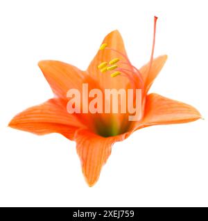 Amaryllis mit roter Orangenblüte Stockfoto