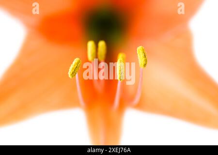 Amaryllis mit roter Orangenblüte Stockfoto