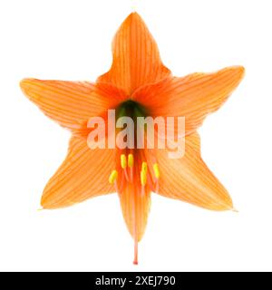 Amaryllis mit roter Orangenblüte Stockfoto