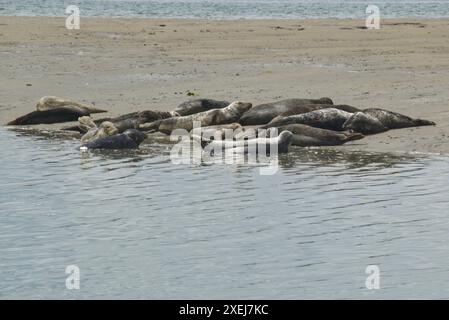 Seehunde (Phoca vitulina) und Seehunde (Halichoerus grypus), die auf einer Schlammbank im Chichester Harbour in West Sussex, England, ruhen. Stockfoto