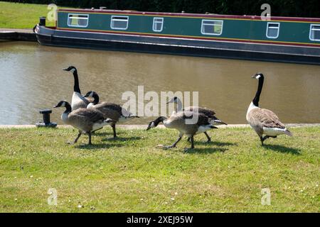 Kanadiengänse [Branta canadensis] mit Zygneten auf einem Grasbereich neben einem vertäuten Schmalboot in Aqueduct Marina in Cheshire. Stockfoto