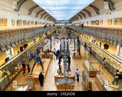 Skelette für Tiere und Dinosaurier in der Galerie für Paläontologie und vergleichende Anatomie, Französisches Naturkundemuseum im Jardin des Plantes, Par Stockfoto