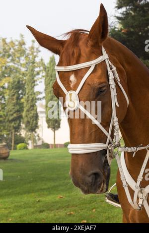 Pferdekopf hautnah Stockfoto