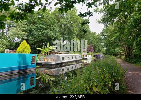 An einem Sommertag in England, Großbritannien, vertäute Hausboote auf dem Basingstoke-Kanal und der umliegenden Landschaft in der Nähe von West Byfleet Surrey Stockfoto